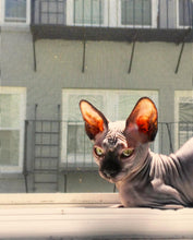 Load image into Gallery viewer, Picture of my cat in the window